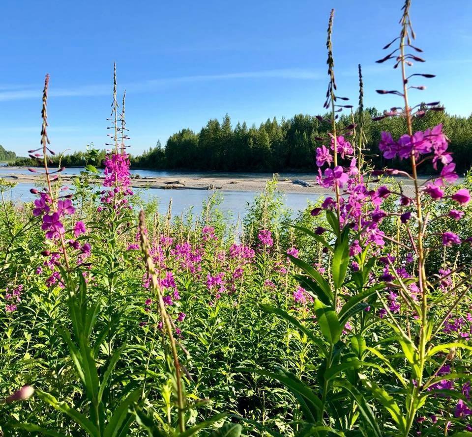Susitna River Lodging, Riverside Cabins تالكيتنا المظهر الخارجي الصورة